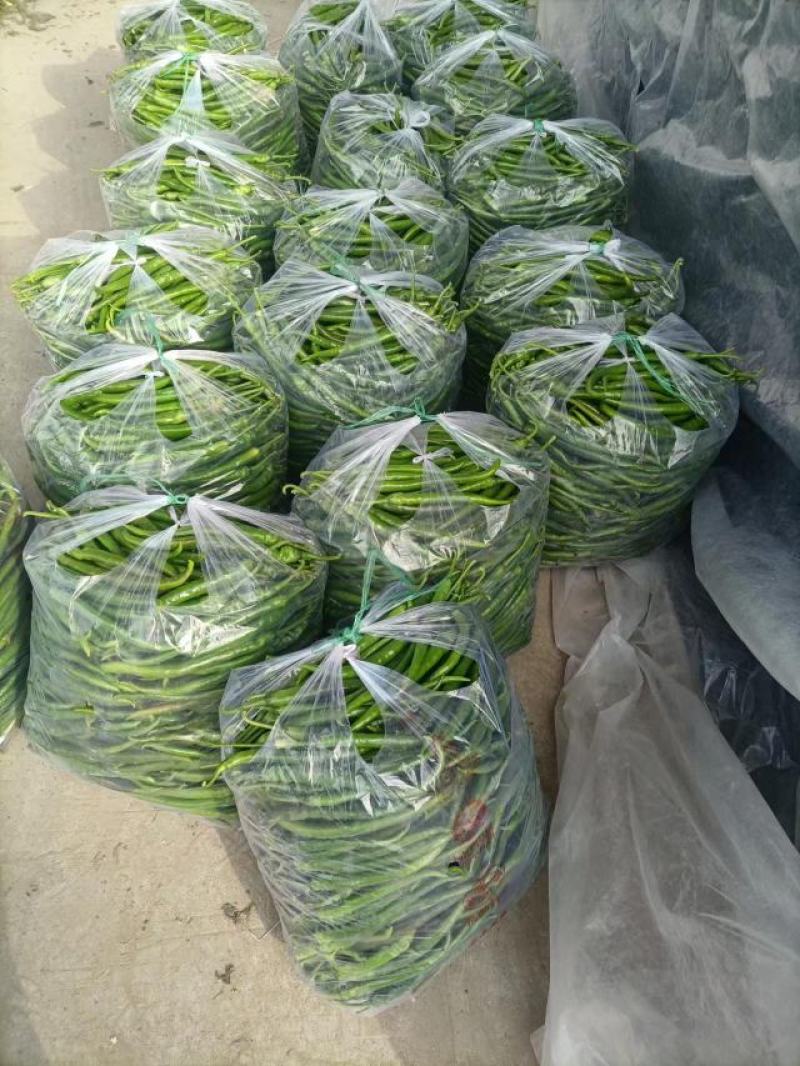 鲜辣椒薄皮辣椒线椒陇椒货源稳定货源充足量大