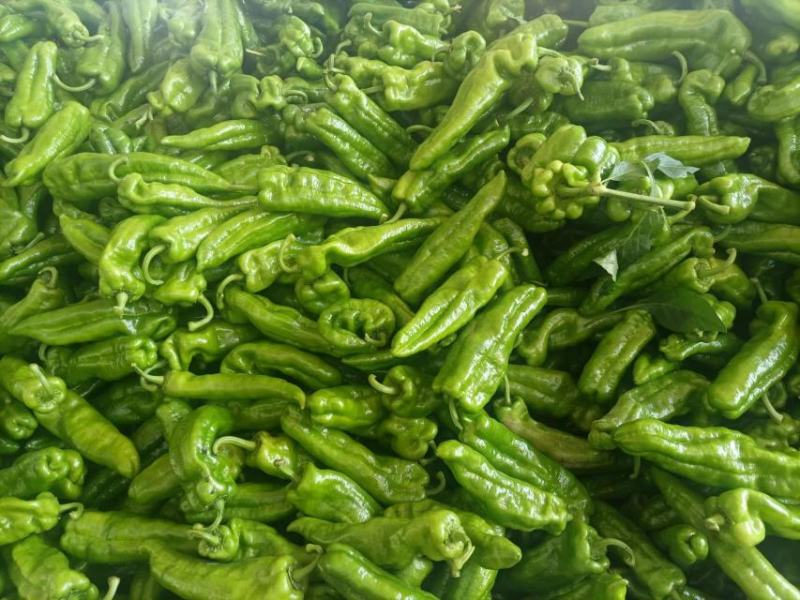 鲜辣椒薄皮辣椒线椒陇椒货源稳定货源充足量大