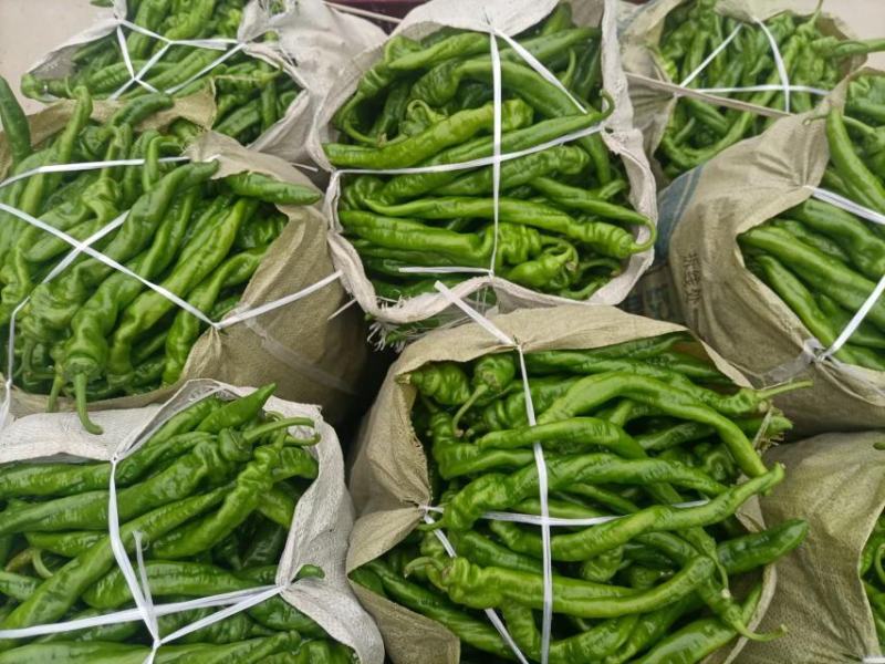 鲜辣椒薄皮辣椒线椒陇椒货源稳定货源充足量大