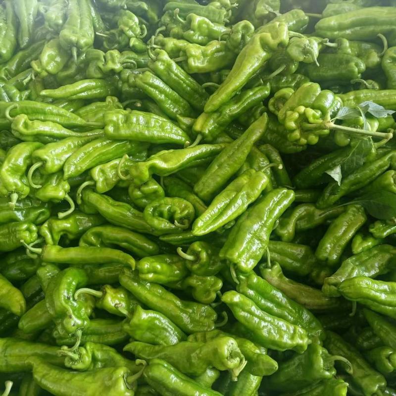 鲜辣椒薄皮辣椒线椒陇椒货源稳定货源充足量大