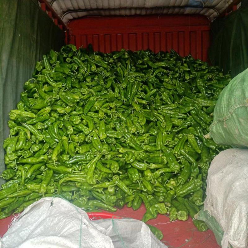 河南夏邑薄皮辣椒线椒货源稳定货源充足量大价格不高，