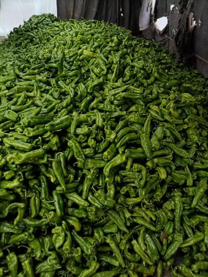 河南夏邑薄皮辣椒线椒货源稳定货源充足量大价格不高，