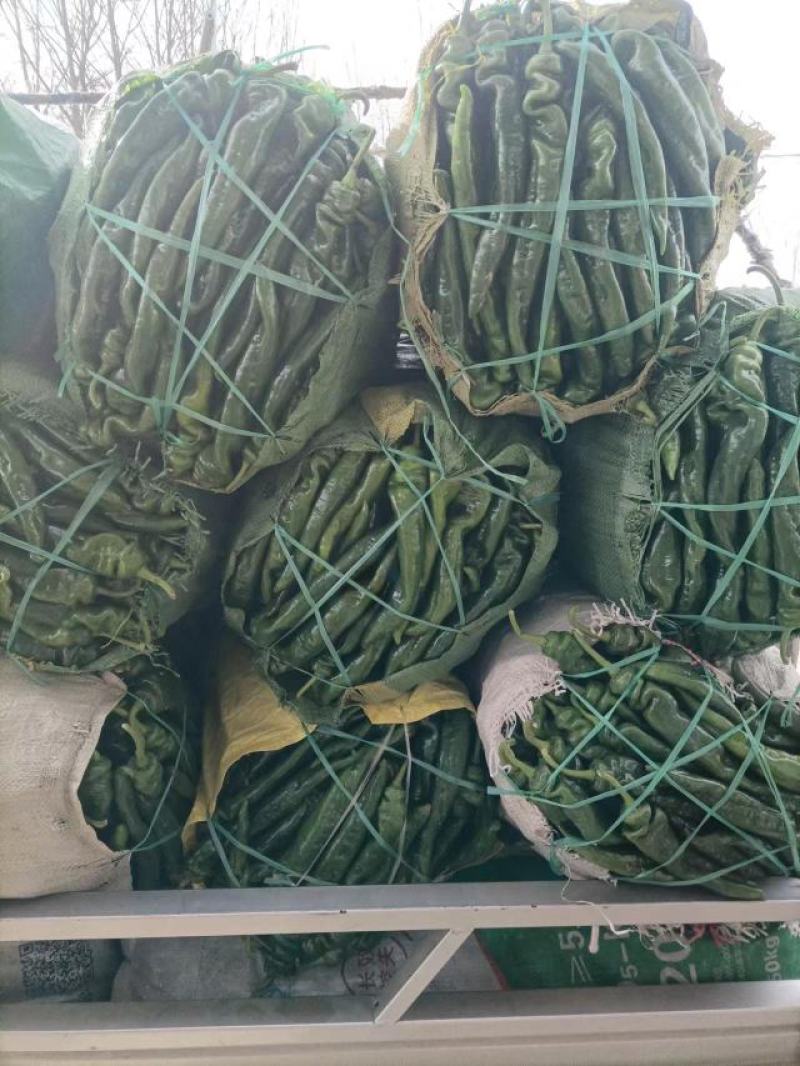 河南夏邑薄皮辣椒线椒货源稳定货源充足量大价格不高，
