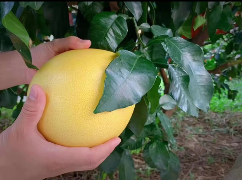 湖北蜜柚基地，产量高，货源充足，品相好，欢迎大家前来选购
