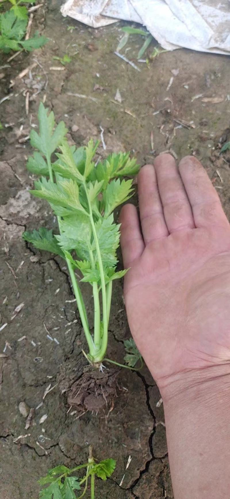 常年销售优质法国皇后芹菜苗，大量供应，全国接单