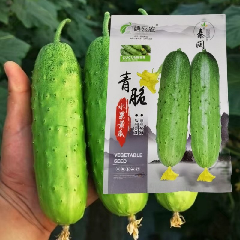 青脆水果黄瓜种子甜脆节节瓜高产小黄瓜菜园阳台盆栽蔬菜种