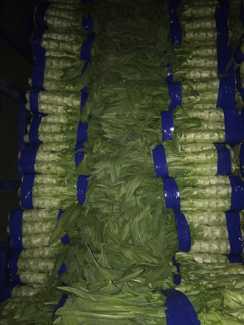 岱岳区精品莴苣大量上市