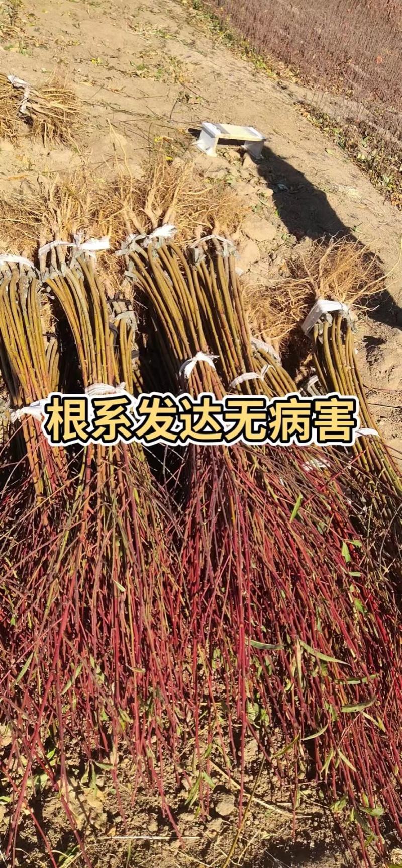 珍珠枣油桃苗0号1号2号3号4号嫁接苗脱毒苗