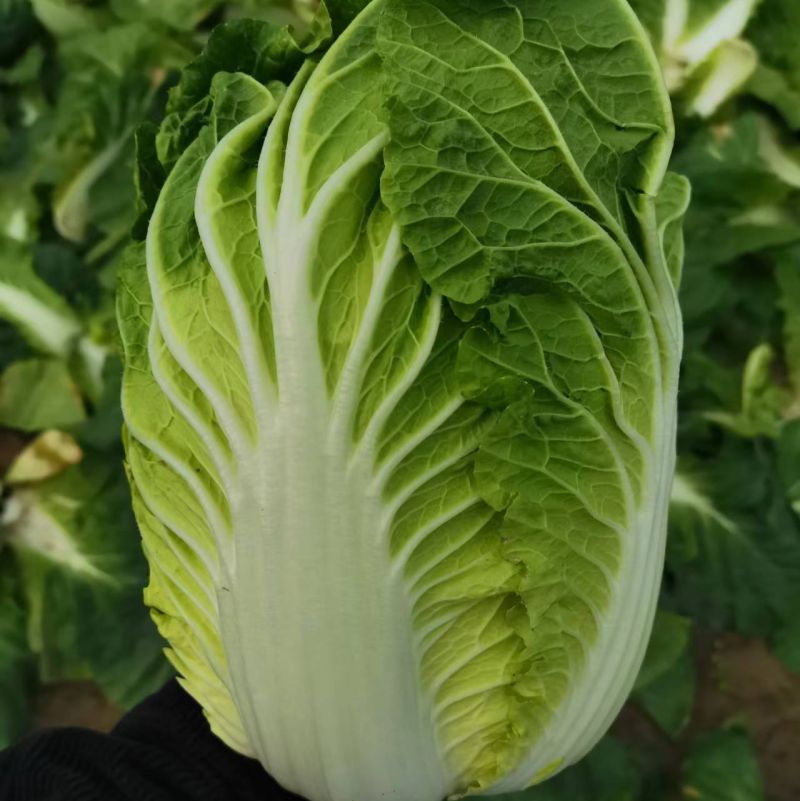 湖北沙洋县蔬菜基地，大量上市黄心大白菜，不空心，不起苔。
