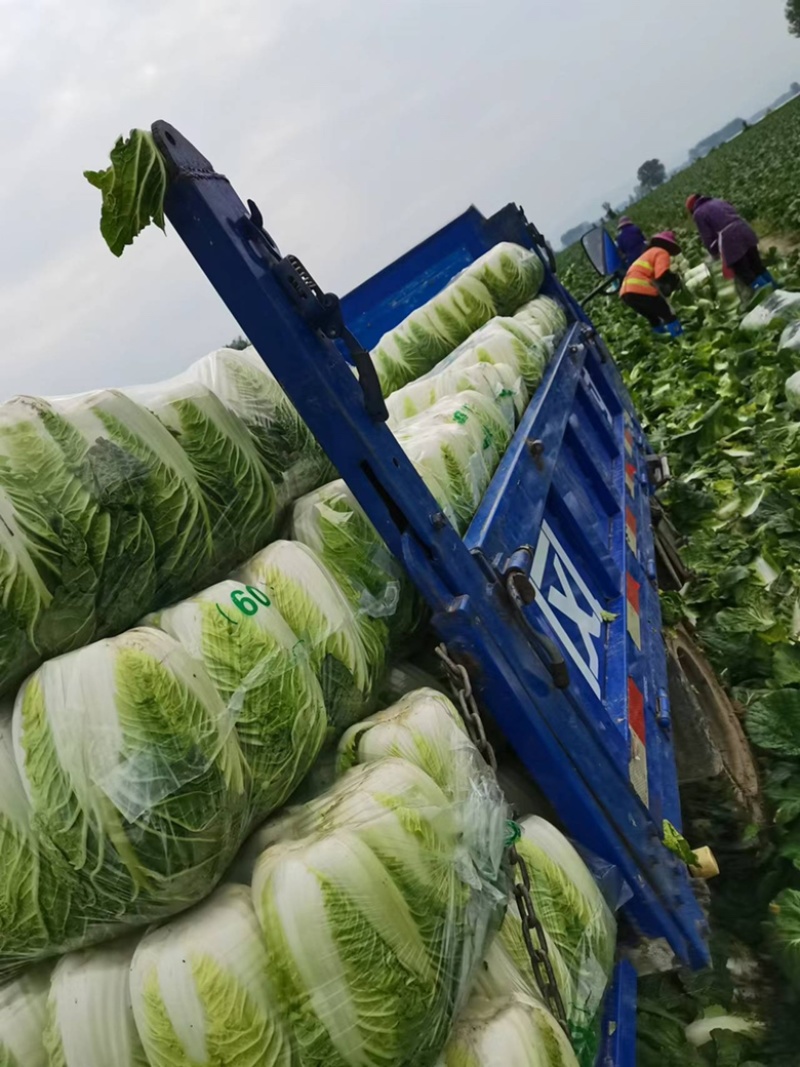 湖北沙洋县蔬菜基地，大量上市黄心大白菜，不空心，不起苔。