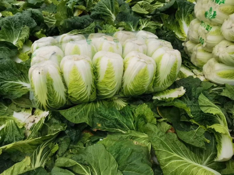 湖北沙洋县蔬菜基地，大量上市黄心大白菜，不空心，不起苔。