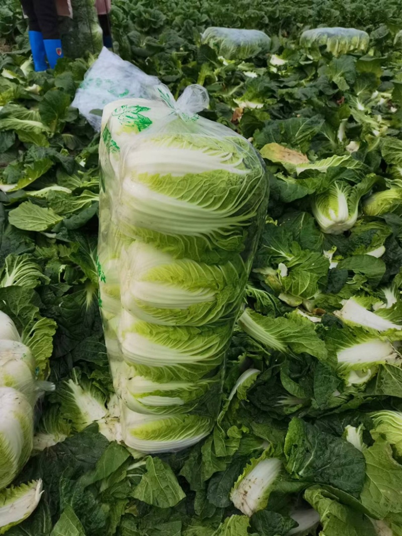 湖北沙洋县蔬菜基地，大量上市黄心大白菜，不空心，不起苔。