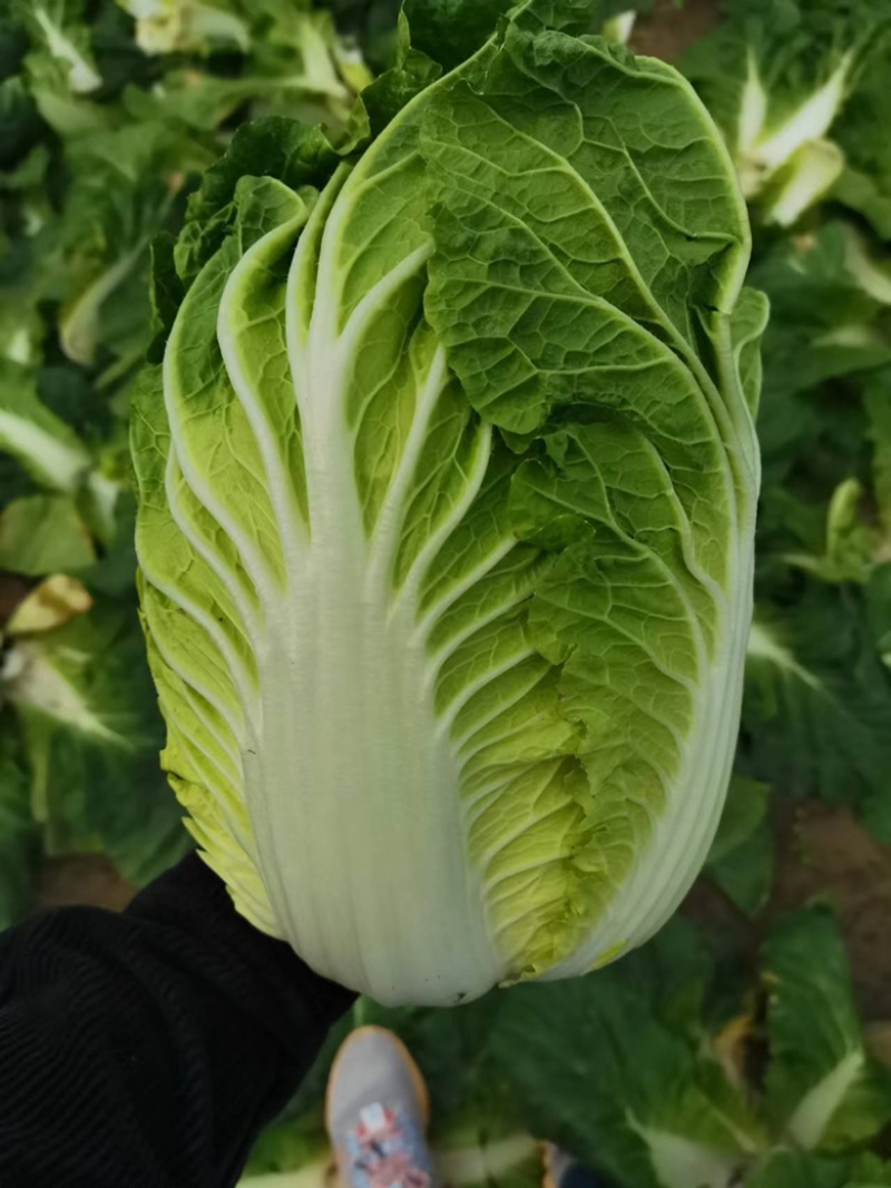 湖北沙洋县蔬菜基地，大量上市黄心大白菜，不空心，不起苔。