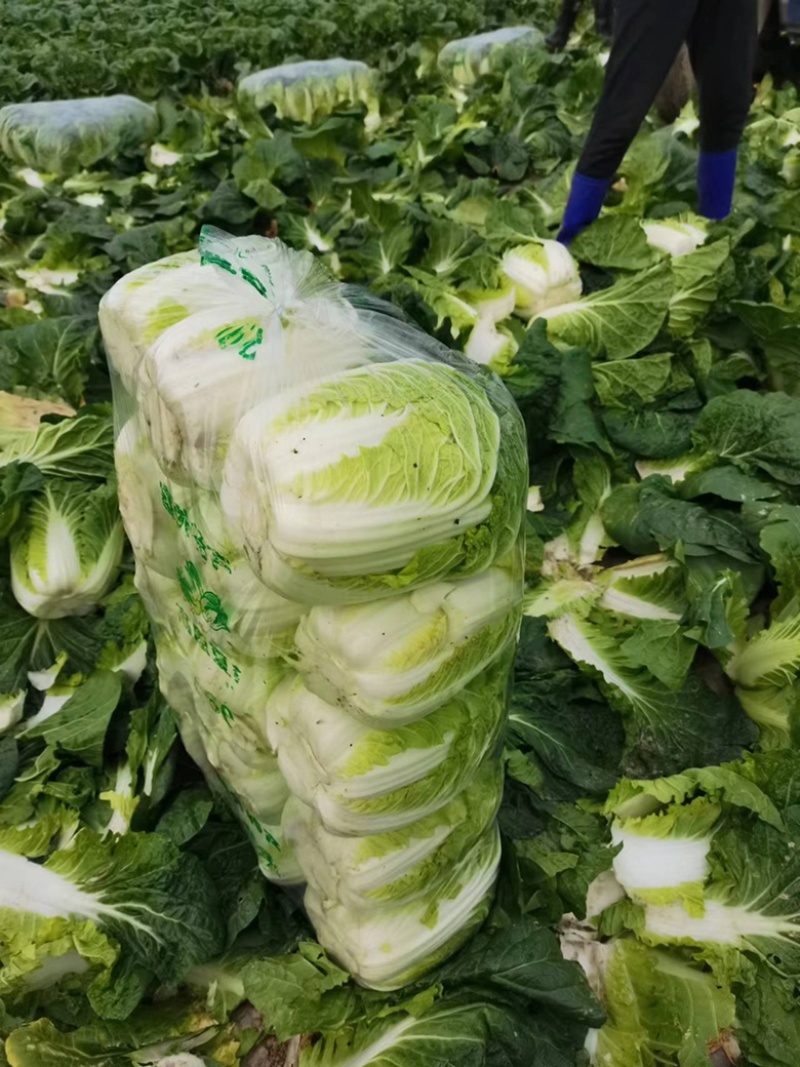 湖北沙洋县蔬菜基地，大量上市黄心大白菜，不空心，不起苔。