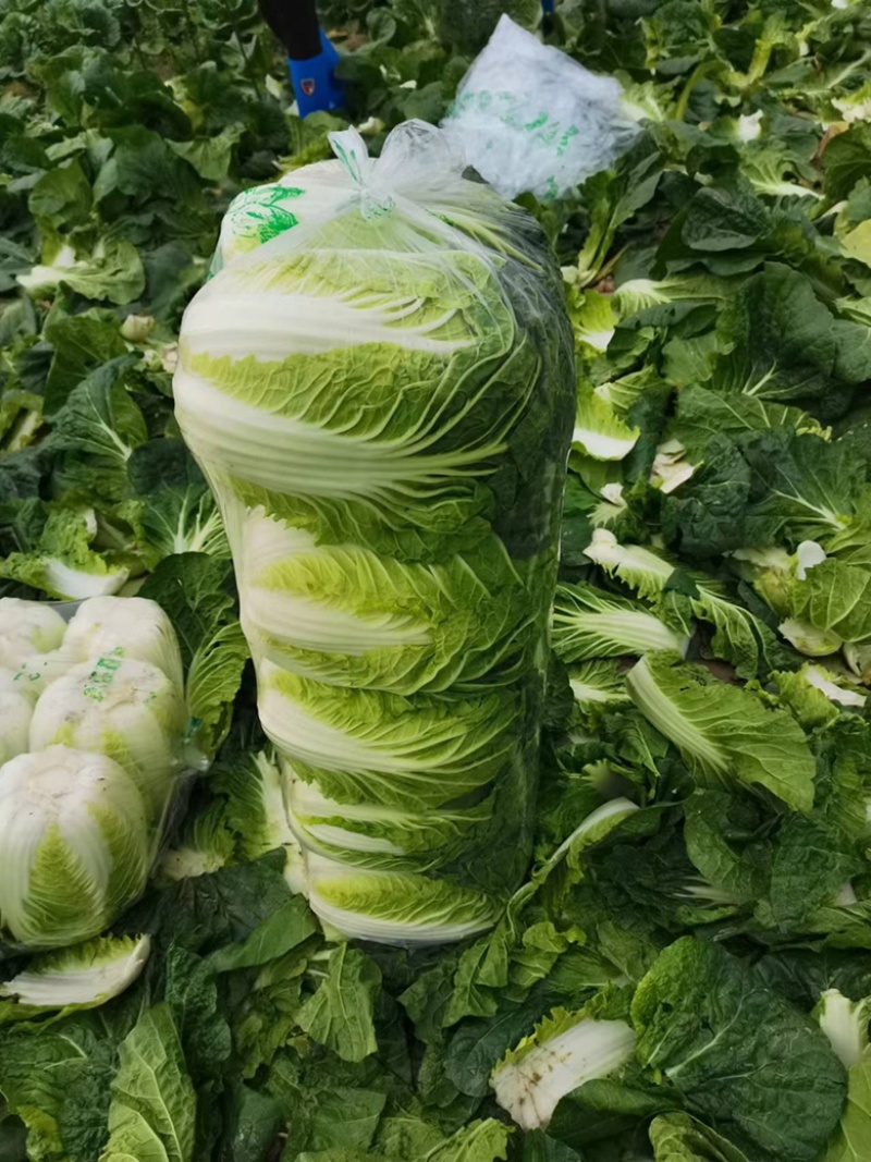 湖北沙洋县蔬菜基地，大量上市黄心大白菜，不空心，不起苔。