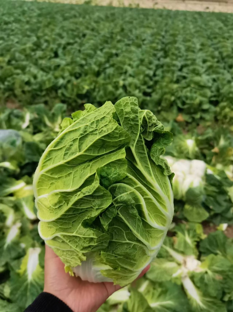 湖北沙洋县蔬菜基地，大量上市黄心大白菜，不空心，不起苔。