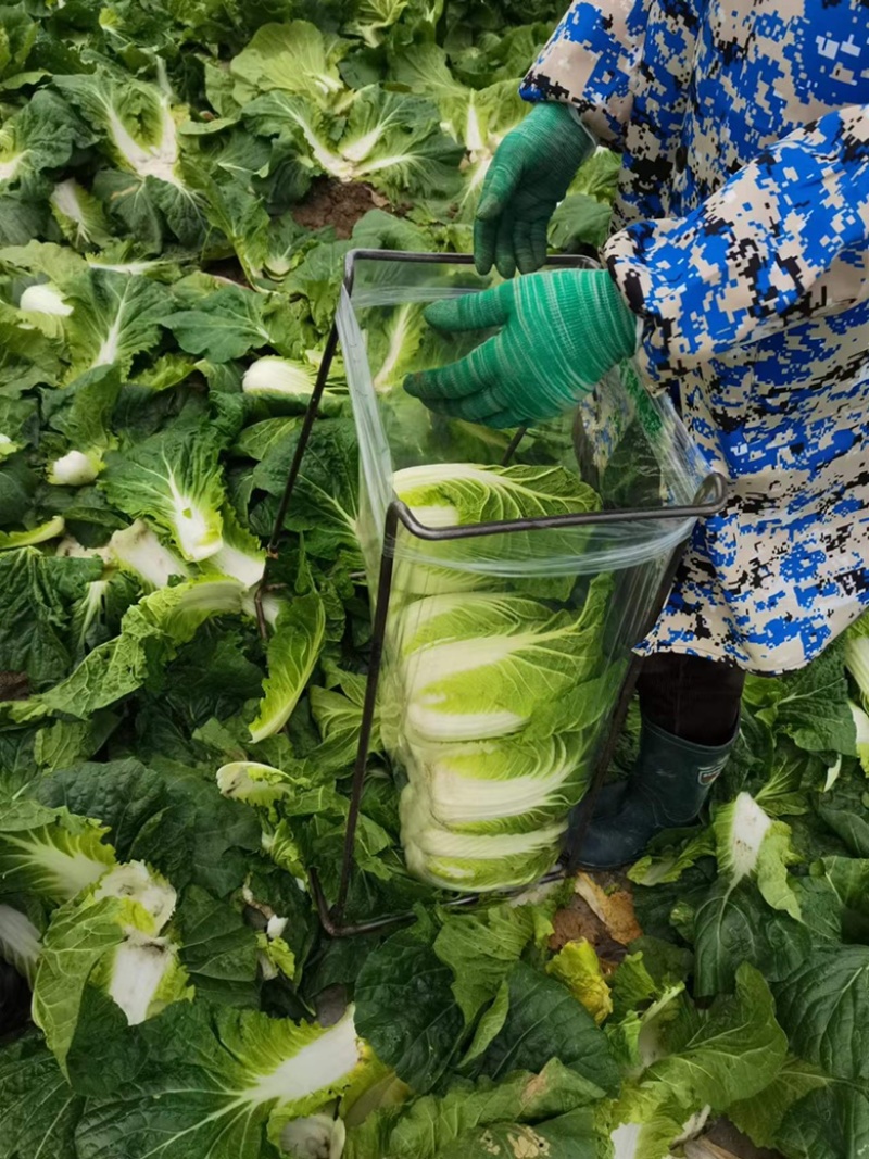 湖北沙洋县蔬菜基地，大量上市黄心大白菜，不空心，不起苔。