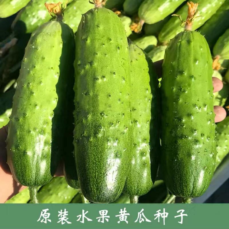 青脆水果黄瓜种子甜脆节节瓜高产小黄瓜菜园阳台盆栽蔬菜种