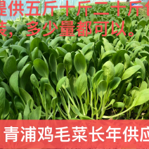 青浦千亩绿叶菜供应基地，绿叶菜都有