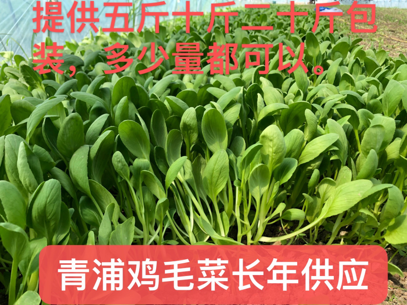 青浦千亩绿叶菜供应基地，绿叶菜都有