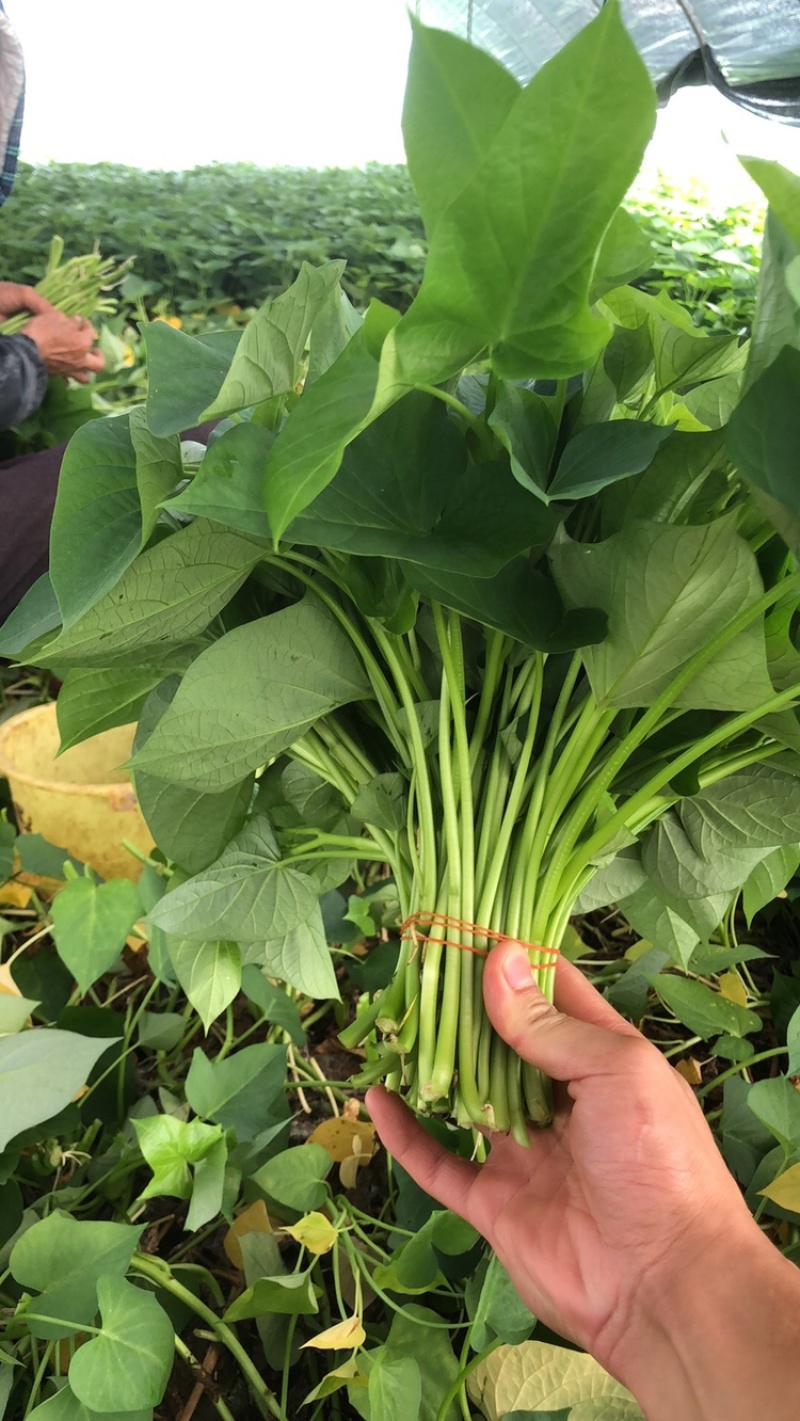 青浦千亩绿叶菜供应基地，绿叶菜都有