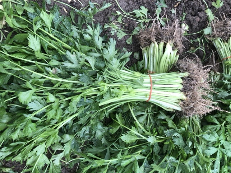 青浦千亩绿叶菜供应基地，绿叶菜都有