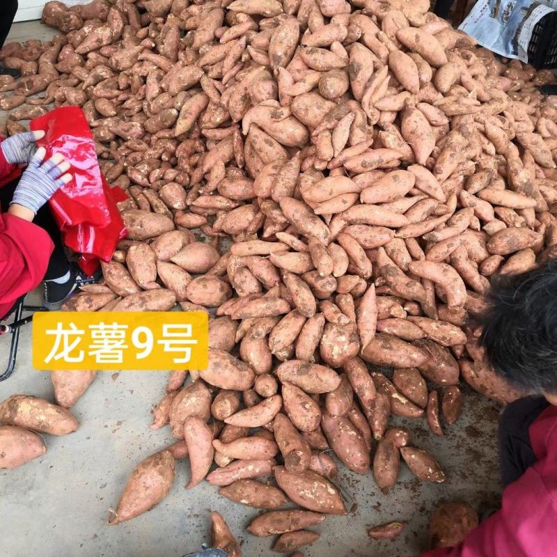 湖北省襄阳市宜城市龙薯9号大量上市中。量大优惠