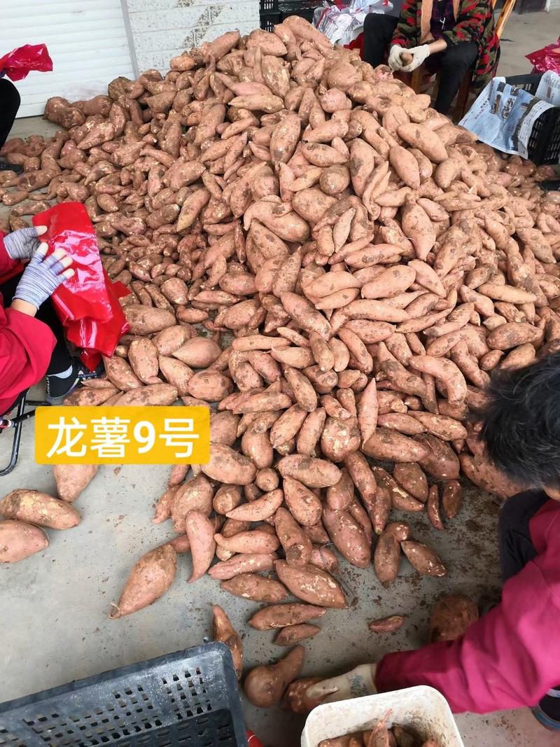 湖北省襄阳市宜城市龙薯9号大量上市中。量大优惠