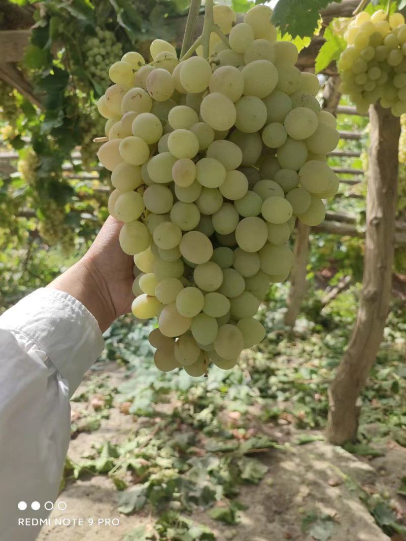 新疆木纳格葡萄
