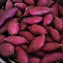 黑美人紫薯泰紫薯一号甜度超过蜜薯口感软糯香甜出油率高