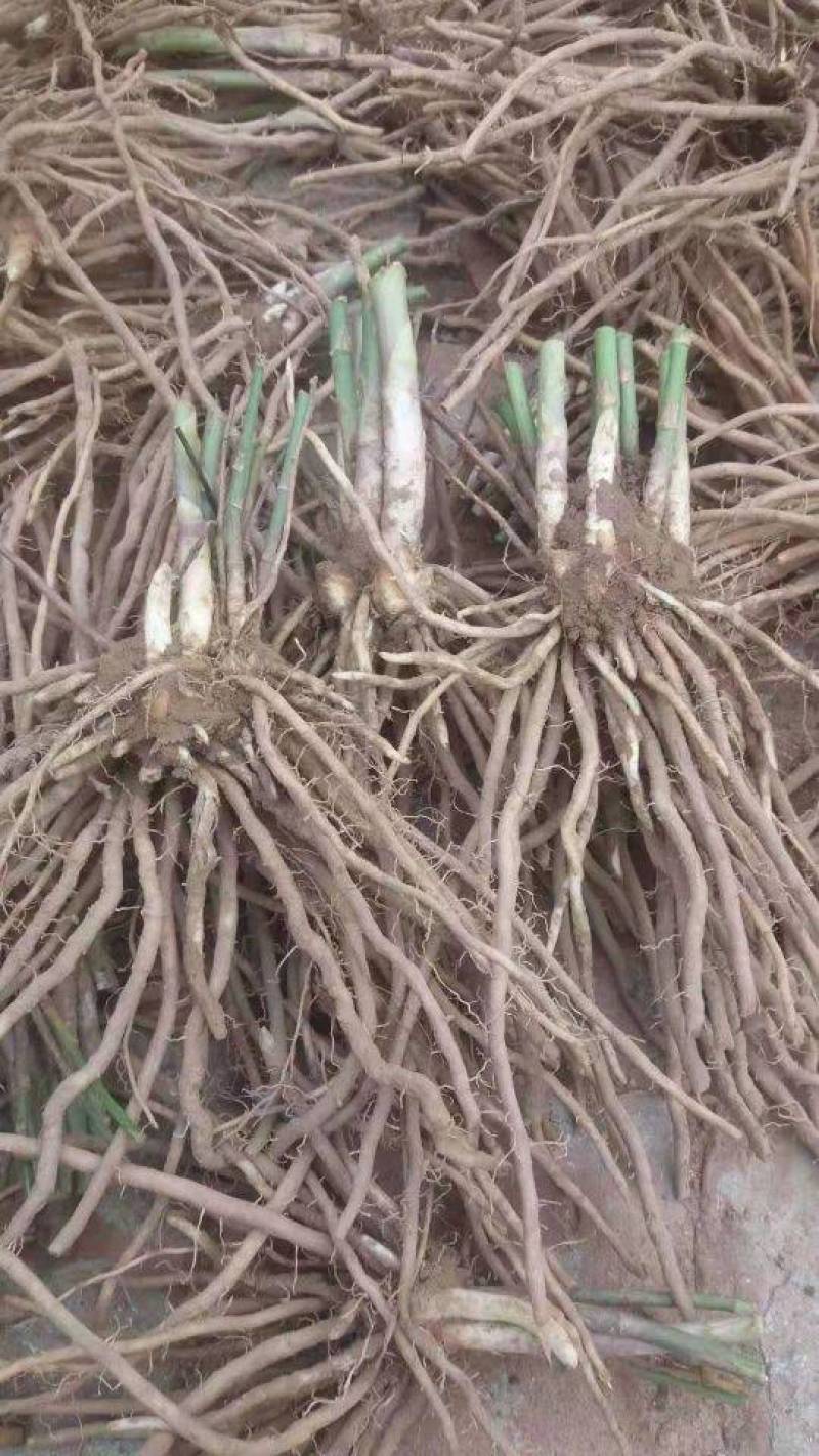 芦笋苗，育苗基地现挖芦笋苗，大小芦笋种苗都有