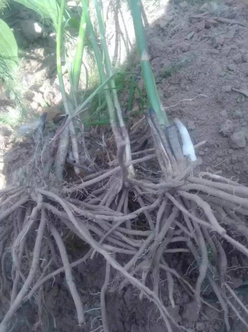 芦笋苗，育苗基地现挖芦笋苗，大小芦笋种苗都有