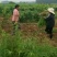 芦笋苗，育苗基地现挖芦笋苗，大小芦笋种苗都有