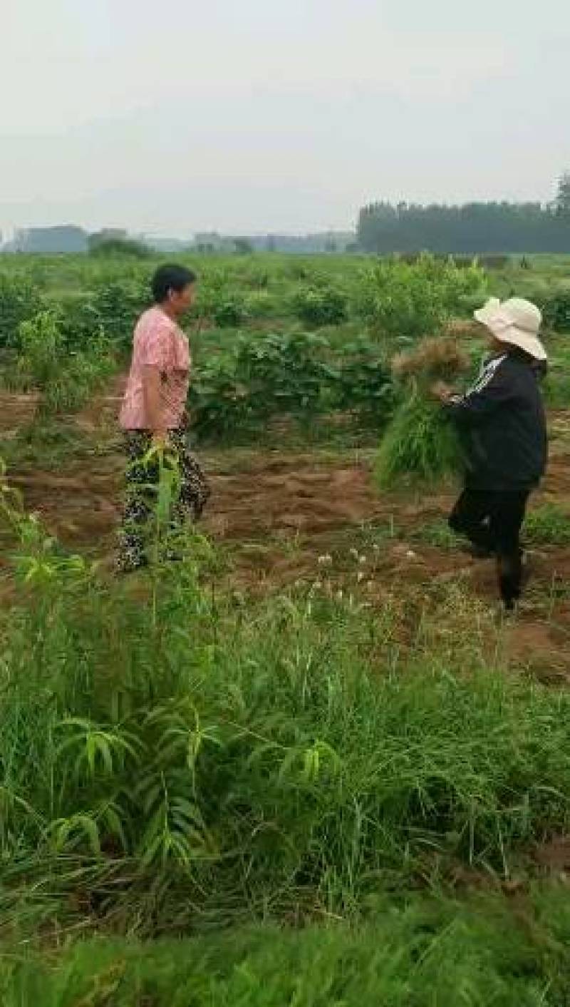 芦笋苗，育苗基地现挖芦笋苗，大小芦笋种苗都有