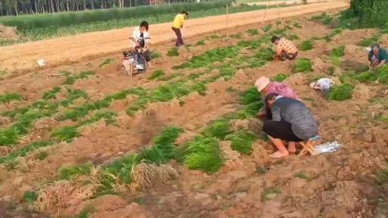 芦笋苗，育苗基地现挖芦笋苗，大小芦笋种苗都有