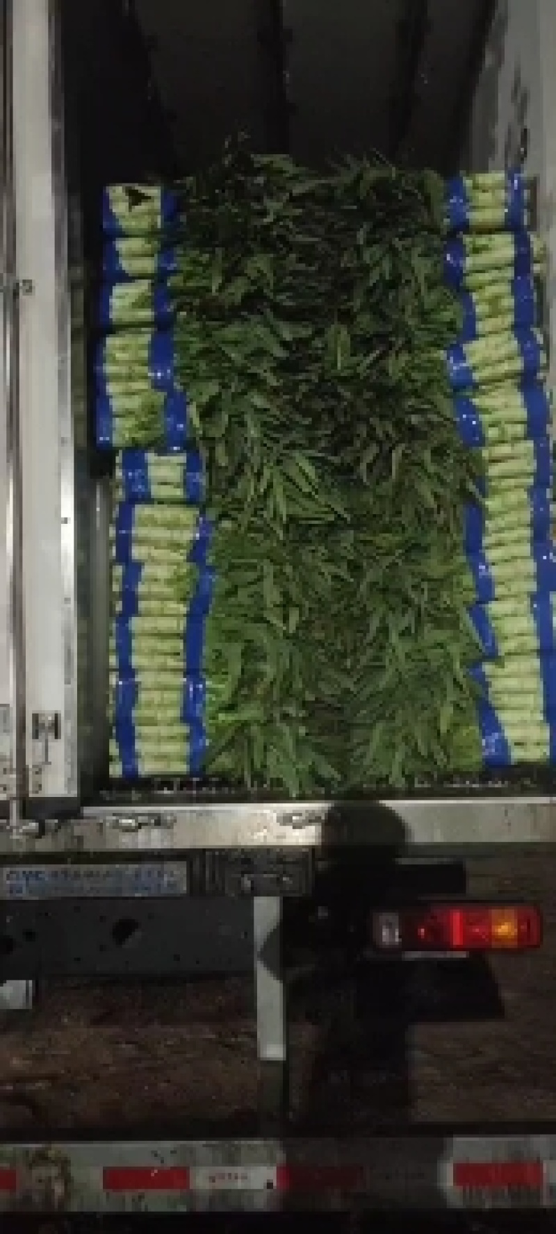 山东红叶莴笋，大量上市，品质好货，新货新价格点我获取吧！