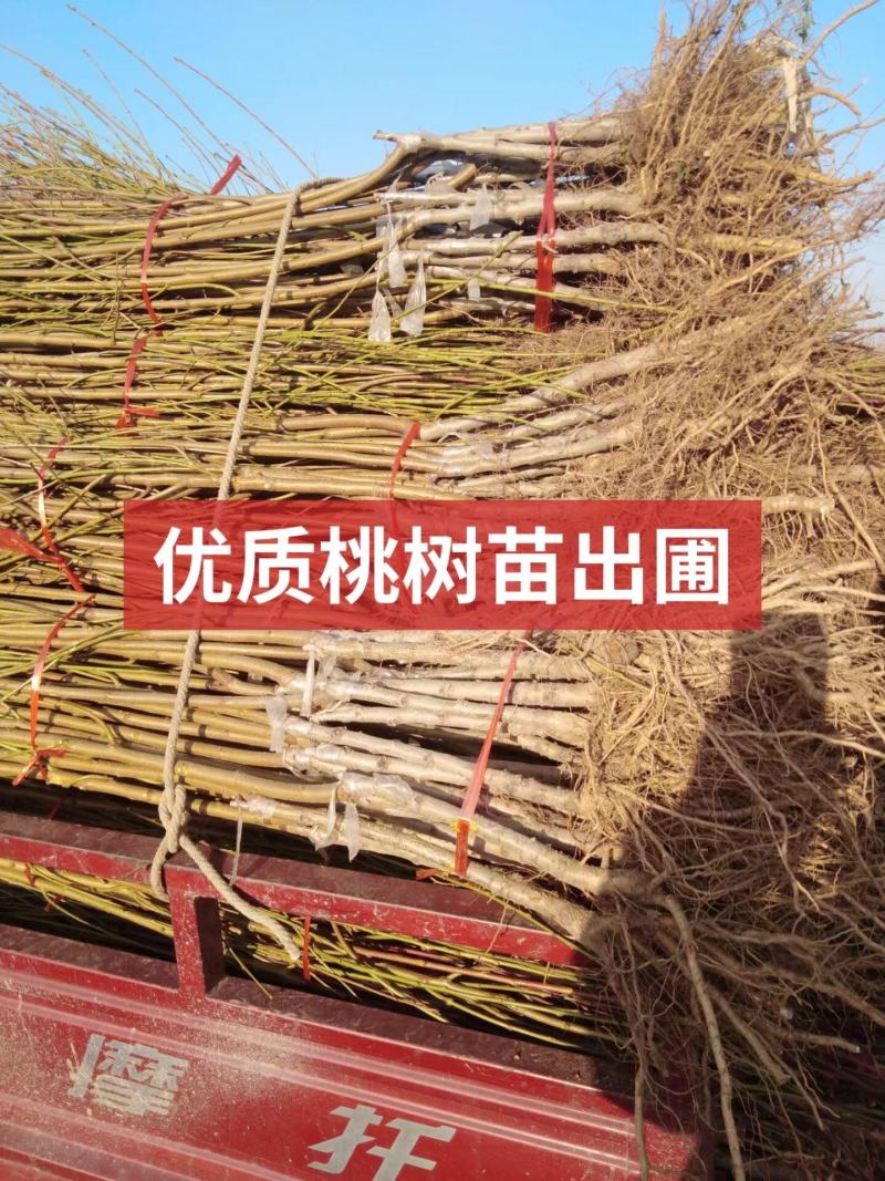 珍珠枣油桃苗1号嫁接脱毒苗预定不议价