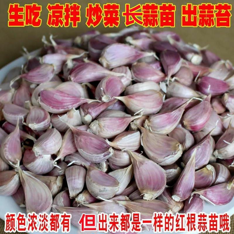 红根蒜苗种子川蒜种子寒蒜二月早产地大量现货价优质量好支持