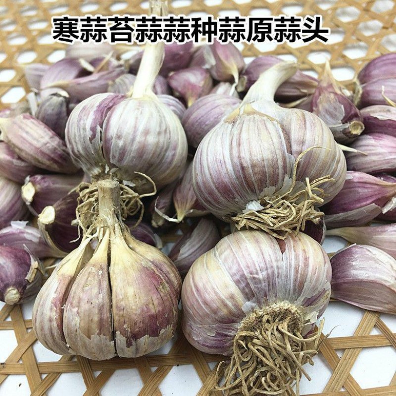 红根蒜苗种子川蒜种子寒蒜二月早产地大量现货价优质量好支持
