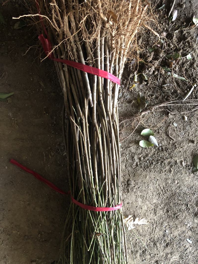 珍珠枣油桃苗2号嫁接苗脱毒苗预定不议价