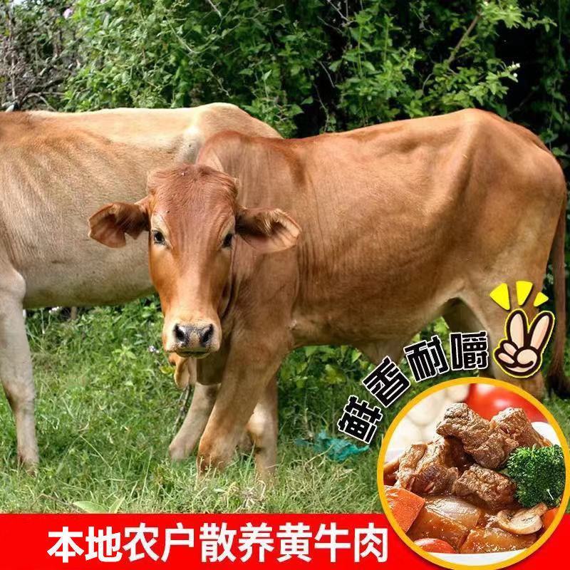 国产原切4斤新鲜速冻黄牛腩肉黄牛肉农家散养包邮