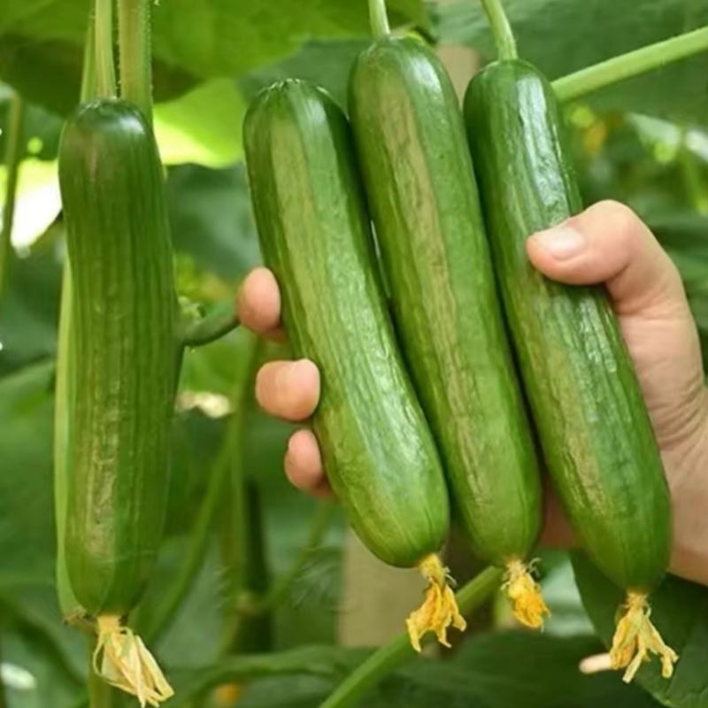 无刺绿秀水果黄瓜种子进口小黄瓜种籽节节瓜四季地栽阳台农户