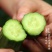 无刺绿秀水果黄瓜种子进口小黄瓜种籽节节瓜四季地栽阳台农户