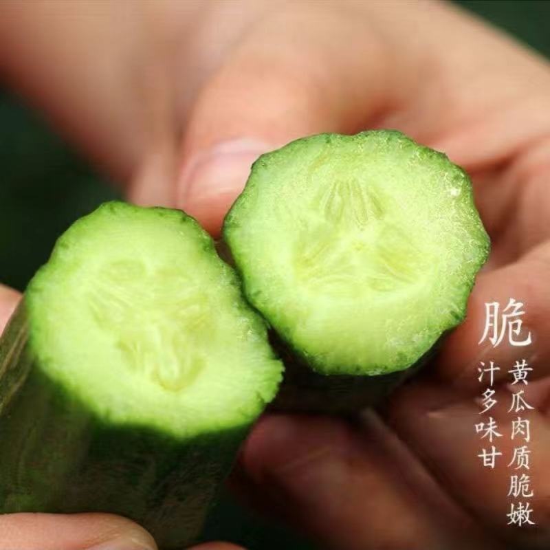 无刺绿秀水果黄瓜种子进口小黄瓜种籽节节瓜四季地栽阳台农户