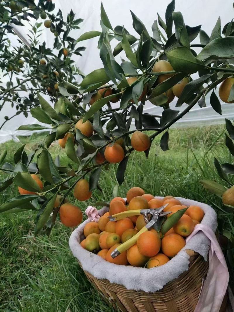 广西融安脆皮金橘脆嫩爽口纯甜多汁清香沁脾