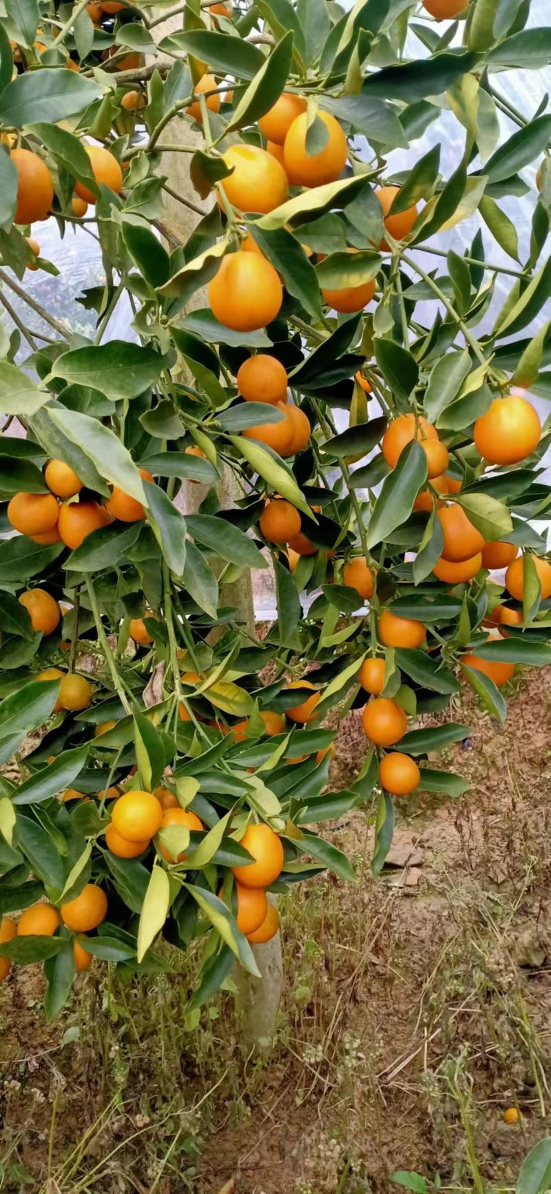 广西融安脆皮金橘脆嫩爽口纯甜多汁清香沁脾