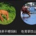 新鲜速冻4斤原切黄牛排骨牛脖骨牛窝骨燕翅骨包邮