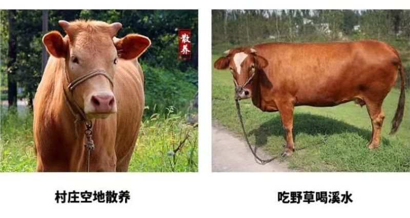 新鲜速冻4斤原切黄牛排骨牛脖骨牛窝骨燕翅骨包邮