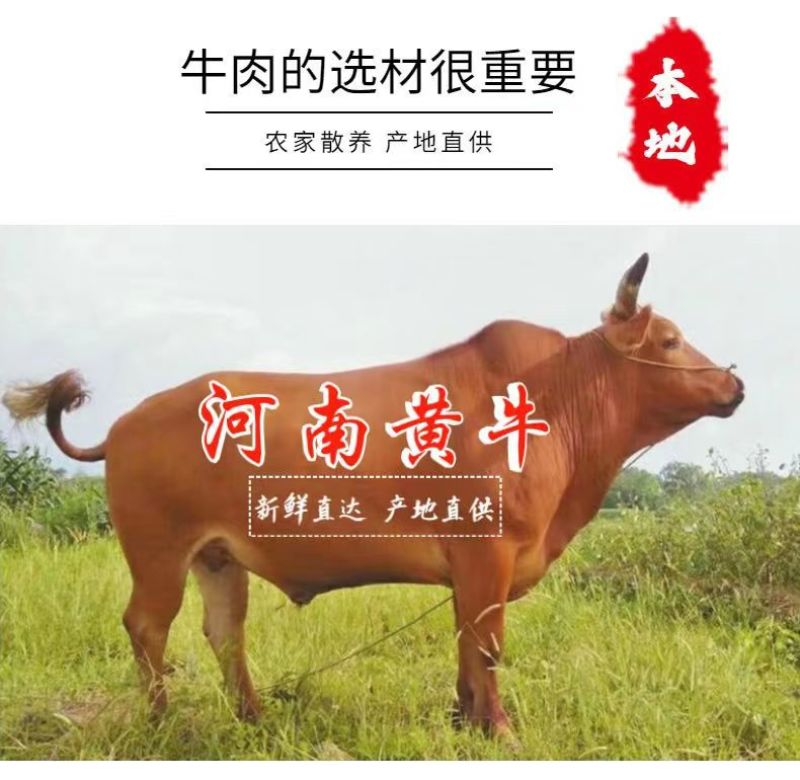 新鲜速冻4斤原切黄牛排骨牛脖骨牛窝骨燕翅骨包邮