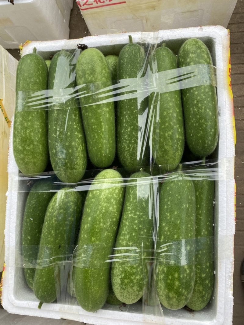 新苗毛节瓜大量上市
